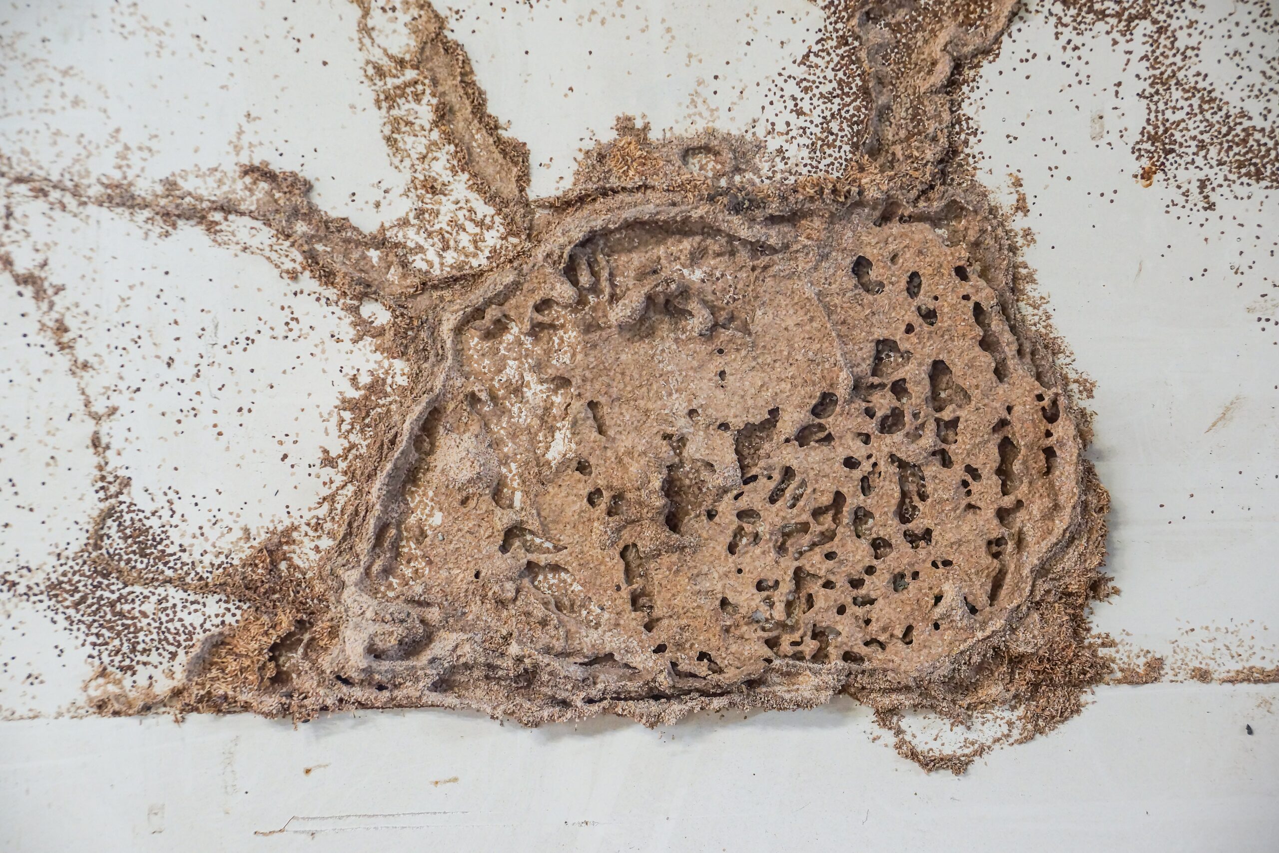 Are Termites Active In The Winter Arete Pest Control