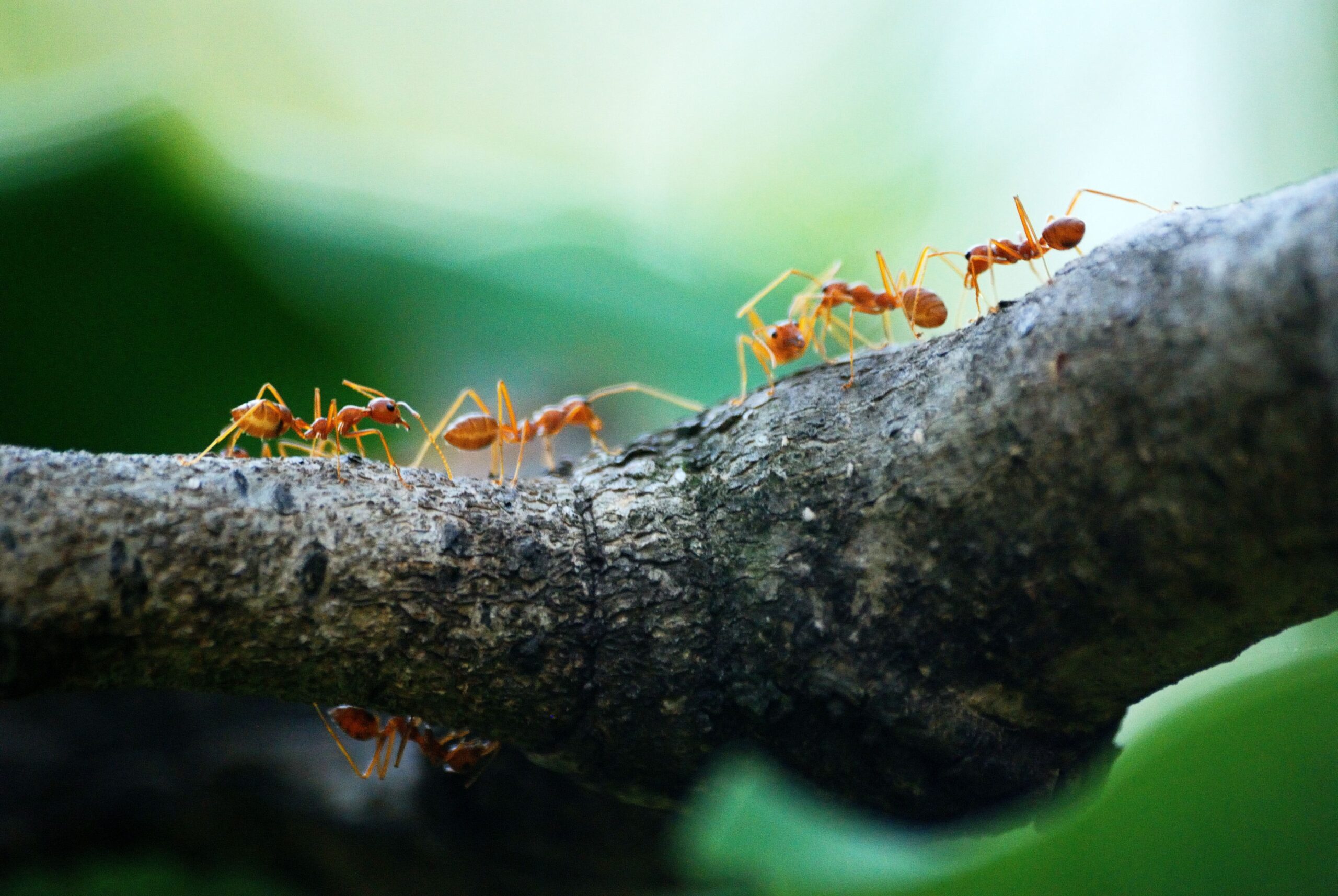 Ant Control Georgia