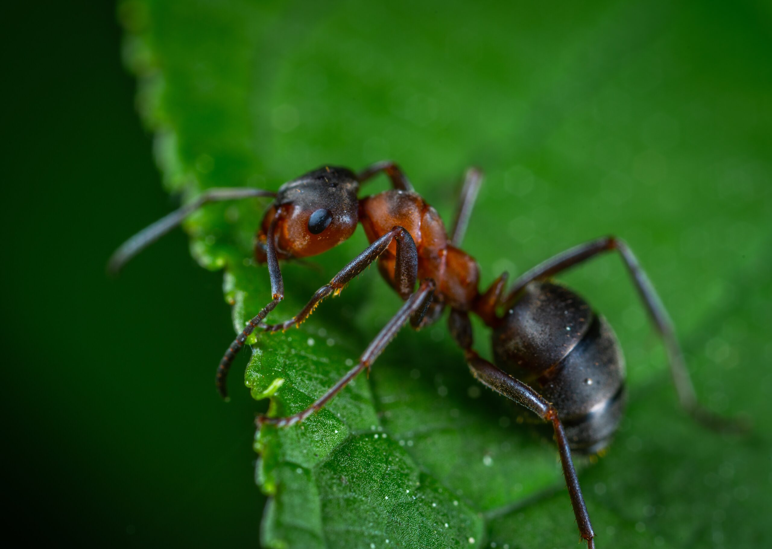 Ant Control- Arete Pest Control