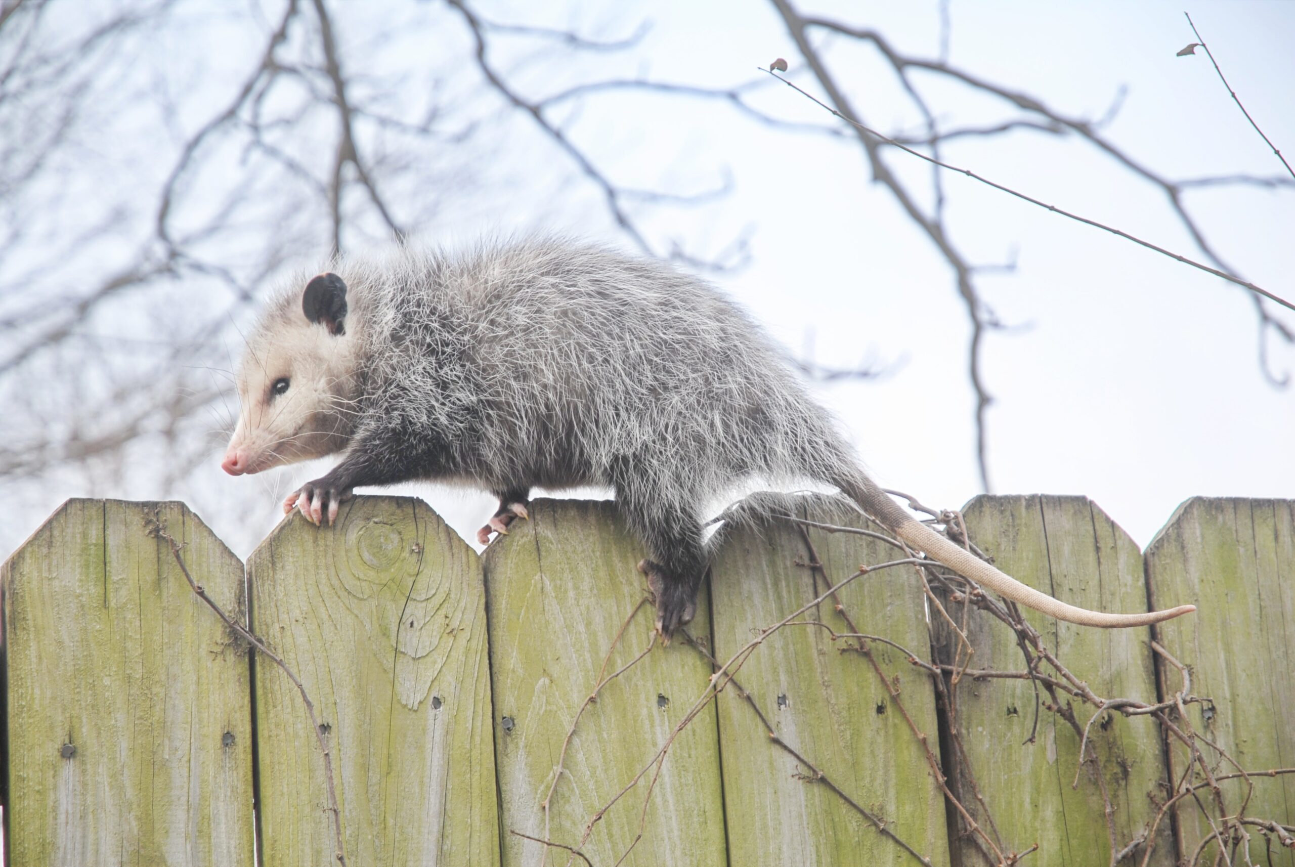 Opossum Removal - Arete Pest Control